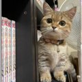 あまりの可愛さに「置物だと思った」話題のミヌエット子猫♡