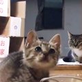 『猫2匹がお留守番する家』に帰宅したら…お出迎えが『天使すぎる』と…