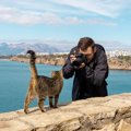 FBフォロワーは8000人以上！放浪癖のある猫、地元の「観光名物」に　英国…