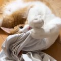 猫がお兄ちゃんの『汗臭いTシャツ』を嗅いだ結果…ママ困惑の『とんでもな…