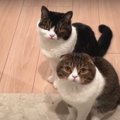 ゴミ捨てに行っただけなのに…飼い主さんを怒って迎える親子猫さんたち！