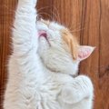謎の高熱で休んでいた娘が回復→学校に行くのを見送って『リビングに戻…