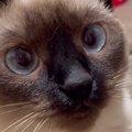 飼い主が『かわいいねぇ』と声をかけ続けたら…おしゃべりな甘えん坊猫…