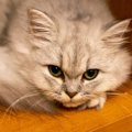 猫がジーッ…「上目遣い」で見てくるワケ4選　何が言いたいの？どう対…