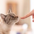 猫を『お客さん』に慣れさせることはできる？5つの方法と人を家に呼ぶとき…