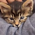 『保護子猫を引き取れないか』連絡がきて…先代猫の導きとしか思えない…