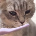 初めて嗅ぐ『自分の口臭』に……子猫が見せた『可愛すぎるリアクション…