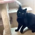 おとなしい性格がアクティブに！？飼い主さん不在時の黒猫ちゃん