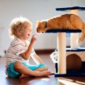 猫と遊んであげなくちゃダメ？「遊び」が持つ４つの意味