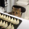 ママが『餃子作り』を始めると毎回現れる猫→じっと監視し始めて…思わ…