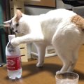 炭酸水を舐めて渋い顔をする猫ちゃんが可愛い！