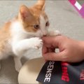 『隔離されていた保護子猫』を解放してみたら…あまりにも想定外な『可愛す…