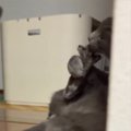 毛づくろいに夢中だった猫が、『見られていることに気づいた』瞬間…思…