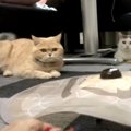 一緒に遊んだだけなのに！コレジャナイ感がスゴい猫さんズ