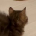 お兄ちゃん猫と『見つめあう子猫』→突然走り出して…まさかの『可愛す…