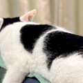 やる気のないモノレールみたい…『ソファにいる猫』を見てみると→笑っちゃ…