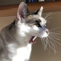 猫の『ヒゲ疲れ』って知ってる？食欲不振の原因かも！