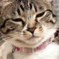 『爆睡していた猫』→頭を見ると、『まさかの寝癖』がついていて……尊す…