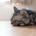 『控えめな猫』は我慢しがち？考えられる心理とケア方法