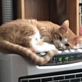 猫はみんな寒がり？寒がる猫にしてあげるべきこと３つ