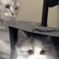 袋の中でくつろいでいた猫→突然『ボフッ』と横から攻撃されると…2081…