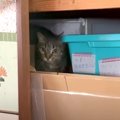 押し入れを探検中の猫→ママが『名前を呼んで声をかけた』結果…『まる…
