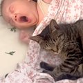 生まれたばかりの赤ちゃんに寄り添って眠る猫→次の瞬間、猫のぬくもり…