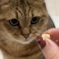 お手ができる猫→おやつが『ある時』と『ない時』の差を見てみると…爆笑必…