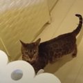 トイレットペーパーの壁を飛び越えろ！カッコイイ猫ちゃんたち