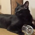 空き瓶の新しい使い方を猫ちゃんから学ぶ