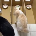 猫がごはんを横取りするので『一蘭方式の対策』してみた結果…"違…