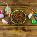 猫が目を輝かせる『理想のごほうび』3選　あげる場面や効果的な活用法まで