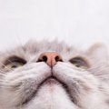 猫の『ヒゲ』が短くなってる…！考えられる3つの原因　自然なものから…