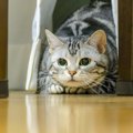 猫が苦手に感じる『嫌いな音』4選 　嫌がっているサインや与える悪影響ま…