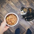 猫の『偏食』が引き起こす危険トラブル3つ！今すぐできる改善策とは？