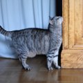 猫がいろんな角でスリスリしてしまう4つの理由