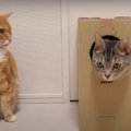 猫は段ボール大好き♡　ジャストサイズの箱に四苦八苦するニャンズ。液…