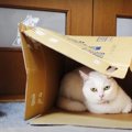 箱がつぶれちゃうよ…！ダンボール箱に集まる猫さんたち