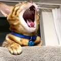 眠そうな顔が可愛すぎる夜の猫さんたち！