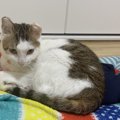 猫がお尻をふりふりしている時の心理４つ