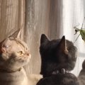 「緑色のコイツは一体なんにゃ？」カマキリvs猫二匹！！緑の背中を何…