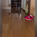 飼い主が帰宅すると、廊下の奥から『小さな子猫』が…たまらなく可愛い『お…