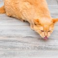 猫の命に関わる『危ない嘔吐』4選　心配ないケースとの違いや適切な対…