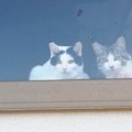 猫たちがくつろぐ出窓に貼られた『手書きのメッセージ』→内容を見ると…