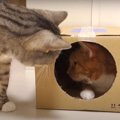 ダンボールはひとつのみ！猫ちゃんの順番待ち