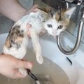 『汚れて鉄工所をさまよっていた子猫』が保護された結果…22日間の結末…