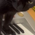 エレクトーンの練習中、黒猫が『鍵盤に乗ってきた』結果…まさかの展開…