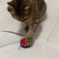 猫と久しぶりに『カスタネット』を使って遊んでみた結果…驚きの光景が…