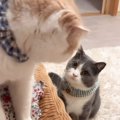 猫のバトルが始まった結果…まさかの『奥にいた猫の表情』が59万7000再生「…