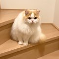 配達員さんが到着→『人見知りの猫』がキョドりはじめ…まさかの『別の…